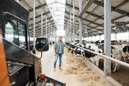 farming induction Farmer looking at his animal stock